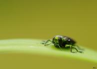 Chrysobothris sp