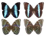 Morpho helenor helenor (Cramer, 1776) ♂ & ♀