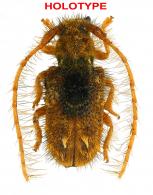 Desmiphora (Desmiphora) robini Giuglaris & Dalens, 2015  HOLOTYPE
