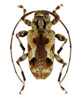 Hamatastus excelsus   Monné, 1978