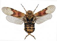 Fulgoridae Gen sp19