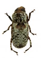 Corrhecerus flaccidus Gyllhenhal, 1833