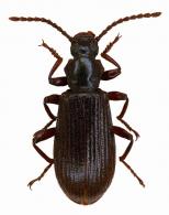 Goniadera sp1