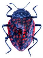 Erotylina sp2