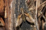 Xylophanes media