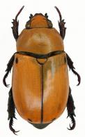 Strigidia quadripunctata Bates, 1904