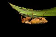 Mantidae Gen sp