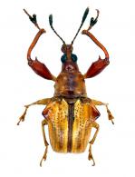 Pheleuscelus itaitubensis Legalov, 2007