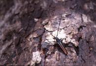 Callichroma auricomum