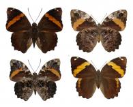 Opsiphanes quiteria quiteria (Stoll, 1780)  ♂ & ♀