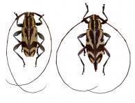Acanthocinini Gen sp G136  ♂ & ♀