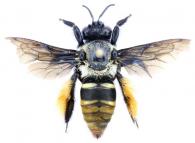 Epicharis scutellata Smith, 1874