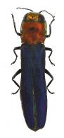 Agrilus midas Curletti et Brûlé, 2014