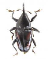 Conoproctus quadripustulatus  (Fabricius, 1801)