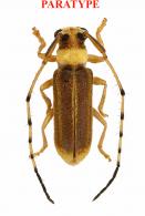 Eranina dariae Nearns, Swift, Santos-Silva, 2023  PARATYPE