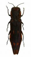 Agrilus sp6