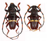 Trachyderes  (Trachyderes)  succinctus succinctus (Linnaeus, 1758) ♂ & ♀