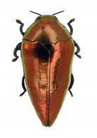 Lius conicus (Gory & Laporte, 1840)