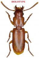 Mizotrechus giuglarisi Degiovanni, 2023  HOLOTYPE