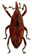 Cactophagus rubricatus Hustache 1936
