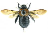 Xylocopa aurulenta (Fabricius, 1804) 