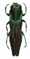 Agrilaxia claudei (Cobos, 1972)