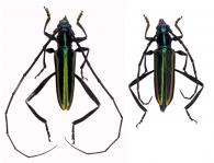 Callichroma gounellei  Achard, 1910  ♂ & ♀