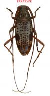Anisopodus aberrans Roguet, 2022  PARATYPE