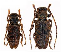 Estola hirsuta  (Degeer, 1775)  ♂ & ♀
