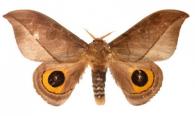 Automeris annulata  Schaus, 1906