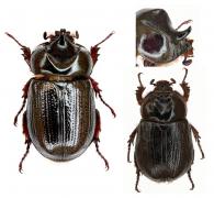 Gibboryctes waldenfelsi (Endrodi, 1977)  ♂ & ♀