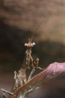 Mantidae Gen sp