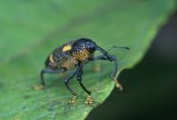 Odontoderes sexmaculatus