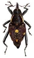 Macrocopturus lamella (Fabricius, 1801)