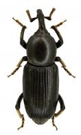 Mesocordylus cerinus Vaurie, 1970