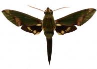 Xylophanes chiron nechus  (Cramer, 1777)