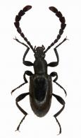 Prostenus laminicornis  Fairmaire, 1889 