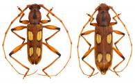 Anoplomerus globulicollis  Buquet, 1860  ♂ & ♀