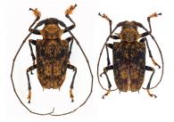Polyrhaphis papulosa (Olivier, 1795) ♂ & ♀