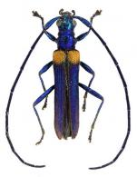 Paracometes acutipennis ? (Buquet, 1851)