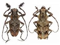 Steirastoma genisspina  Schwarzer, 1923  ♂ & ♀