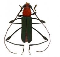 Ischionodonta versicolor  (Chevrolat, 1859)