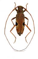 Acanthocinini Gen sp G445