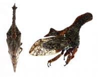 Lycoderides pennyi (Sakakibara, 1991)