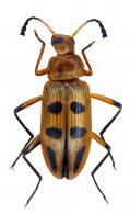 Poecilesthus subcostatus  Pic, 1918