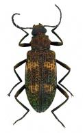 Otocerus sp4