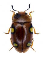 Mycotretus palmiphilus Lacordaire,  1842