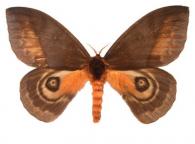 Automeris egeus  (Cramer, 1775)