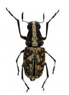 Phaenithon longitarsis Jordan, 1904