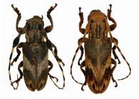 Eudesmus ferrugineus  (Thomson, 1860)   ♂ & ♀